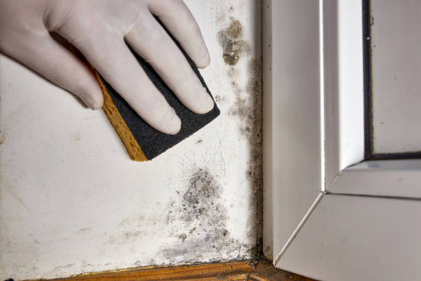 Environmental Consulting for Mold Prevention in Cliffwood Beach, NJ